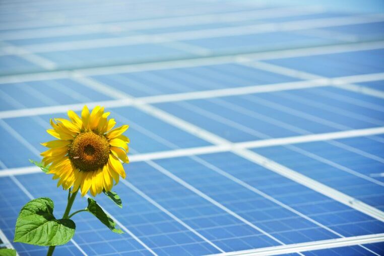 sunflower and solar panels save energy